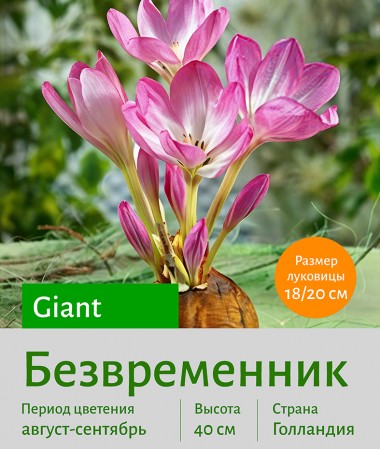  Безвременник (Colchicum) Giant